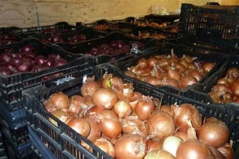Условия хранения репчатого лука в подвале