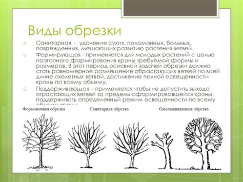 Устранение больных и поврежденных растений