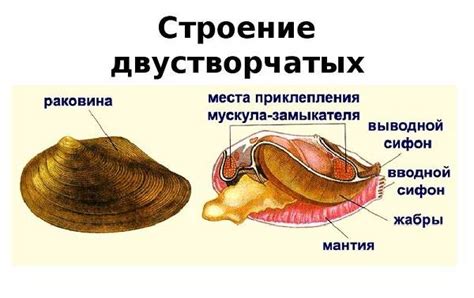 Устье у двустворчатых моллюсков