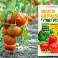 Ухаживание и выращивание