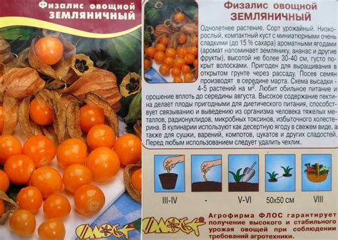 Уход за анисом овощным