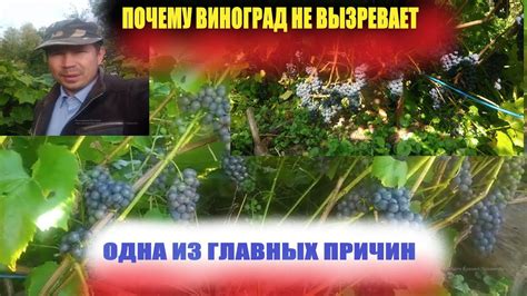 Уход за виноградом осенью