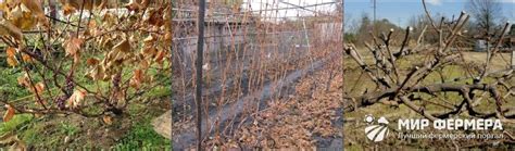 Уход за виноградом после обрезки