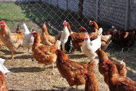 Уход за годовалыми курами несушками