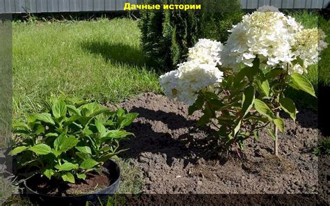 Уход за гортензией и туей