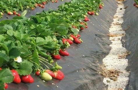 Уход за клубникой после удобрения