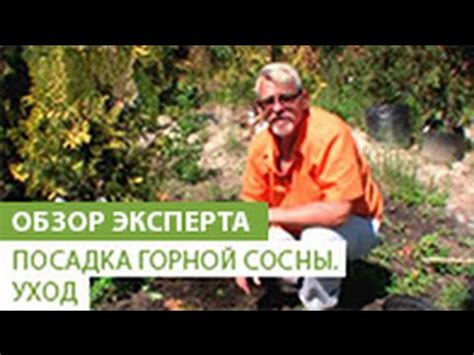 Уход за посаженной осенней выкопанной сосной