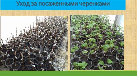 Уход за посаженными мелколуковичными
