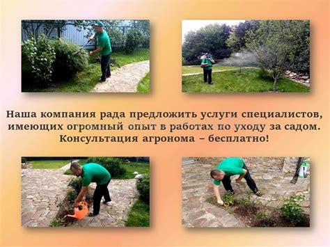 Уход за посаженными растениями йошты в осенний период