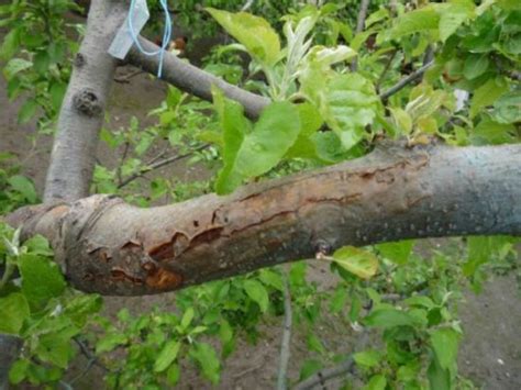 Уход за посаженными яблонями