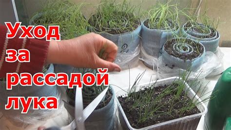 Уход за рассадой лука чернушки