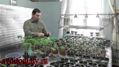 Уход за рассадой мимулюса: полив и подкормка