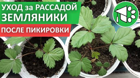 Уход за рассадой ремонтантной земляники