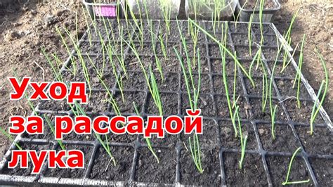 Уход за рассадой шнитт лука до высадки в открытый грунт