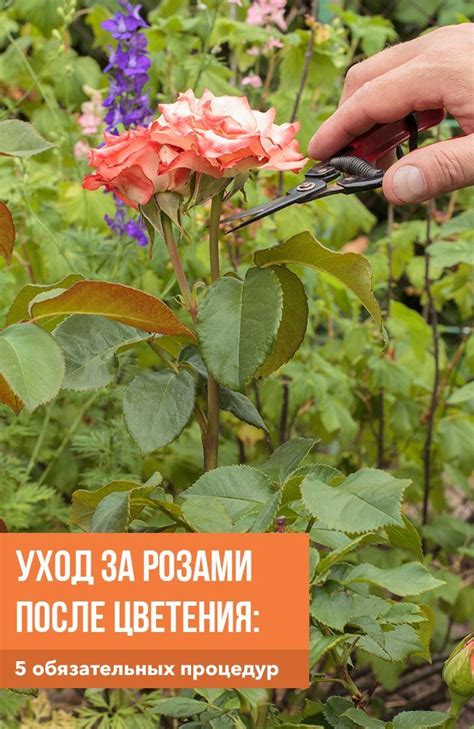 Уход за розами после посадки в Поволжье