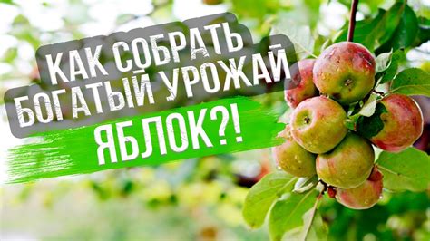 Уход за саженцем после посадки