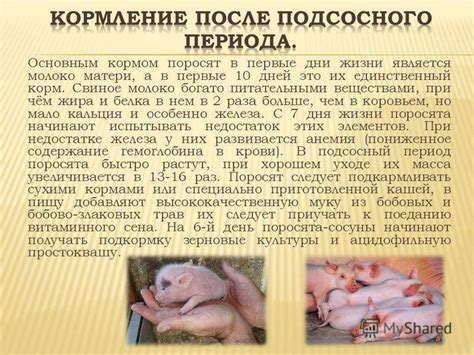 Уход за свиноматкой после опороса