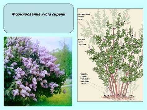 Уход за сиренью после обрезки