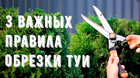 Уход за соседними растениями: орошение, подкормки и обрезка