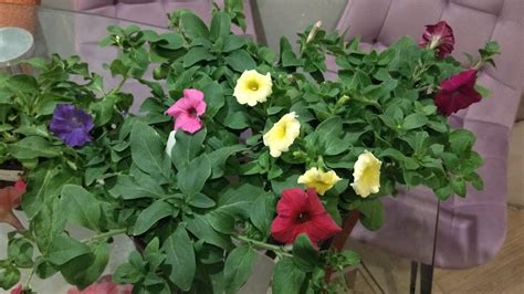 Уход за укорененными черенками
