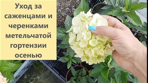 Уход за черенками гортензии