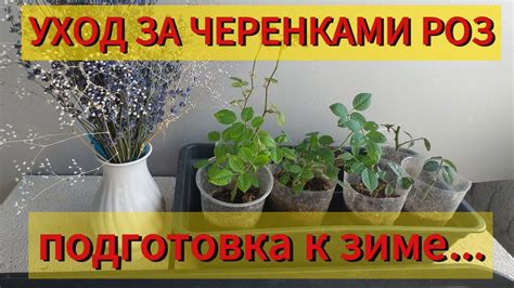 Уход за черенками роз