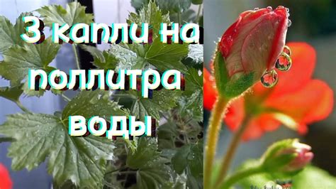 Уход за черенкованными геранями