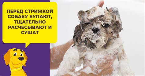 Уход за шерстью у ших тцу