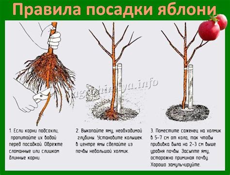 Уход и обработка саженцев яблони с подвоем