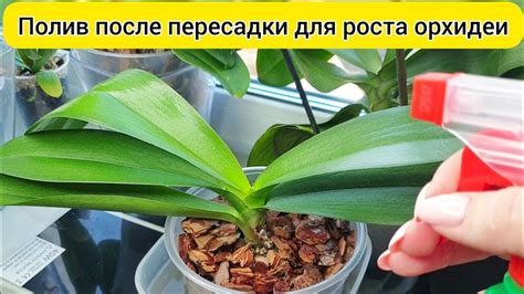 Уход после пересадки орхидеи