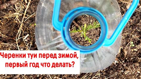 Уход после черенкования