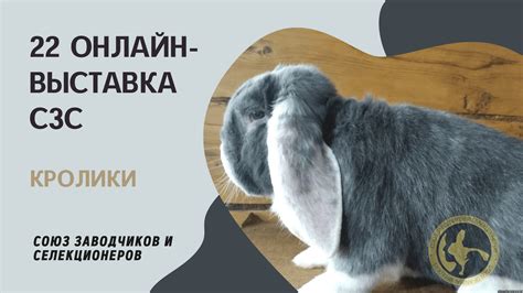Участники выставки кроликов