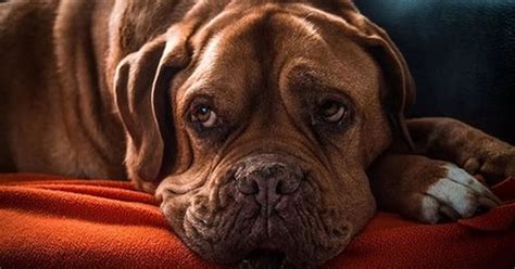 Ученые подтверждают: собаки понимают наши слезы