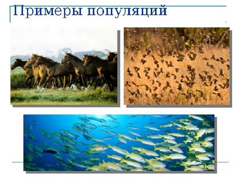 Уязвимые популяции кубышки и их сохранение