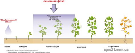 Фазы развития бесплатной медицины