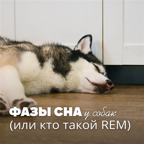Фазы сна у собак