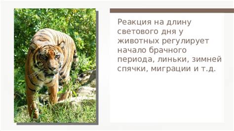 Факторы, влияющие на начало брачного периода у кроликов