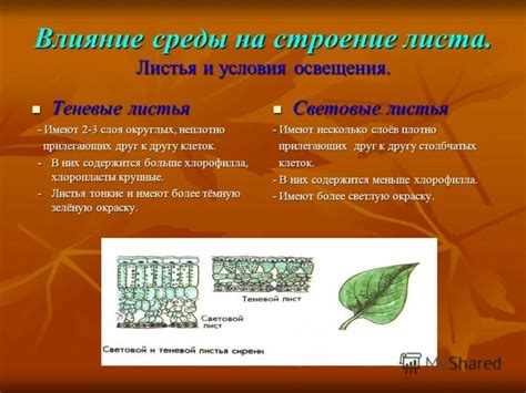 Факторы, влияющие на начало восстановления листьев