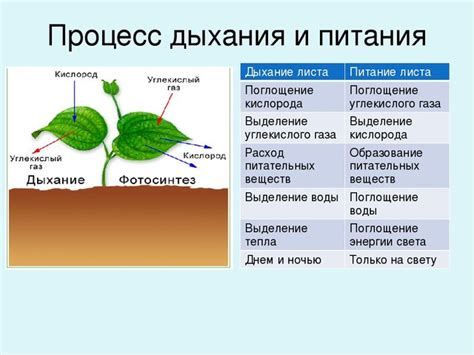 Факторы, влияющие на рост листьев у деревьев