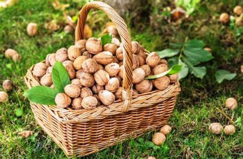 Факторы, влияющие на сроки сбора орехов