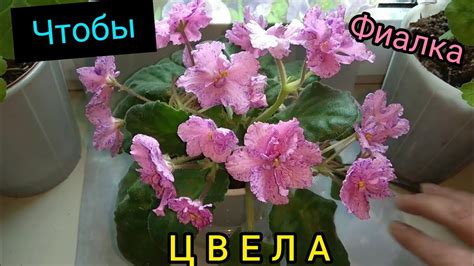 Факторы, влияющие на цветение