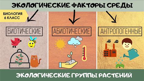 Факторы окружающей среды, влияющие на рост девочек