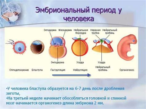 Факты об эмбриональном развитии