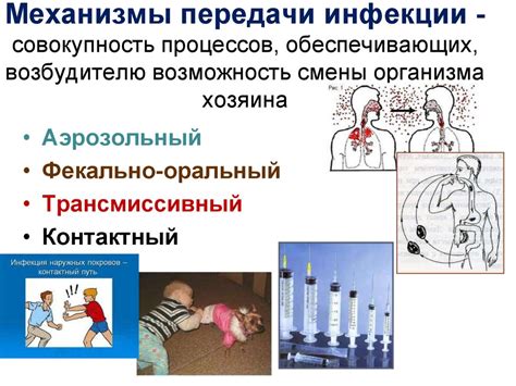 Факт 1: Возможность передачи инфекции