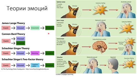 Феномен физиологии и эмоций