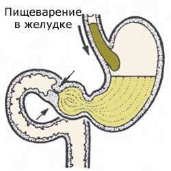 Ферментация молока в желудке