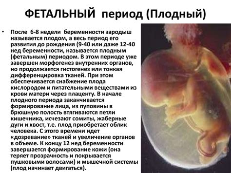 Фетальный период
