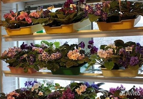 Фиалки для домашнего выращивания