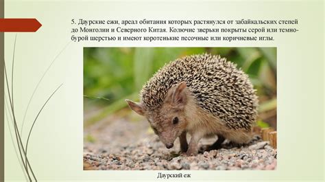 Физиологические особенности ежей