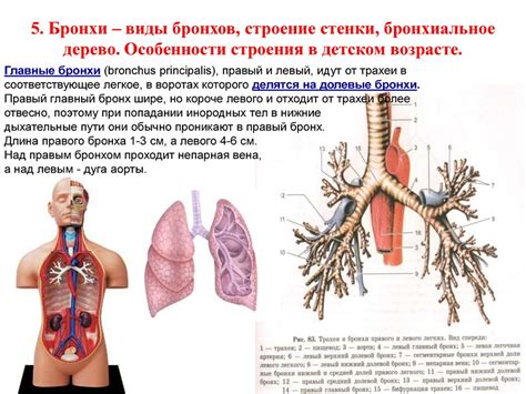 Физиологические особенности концевых бронхов и бронхиол